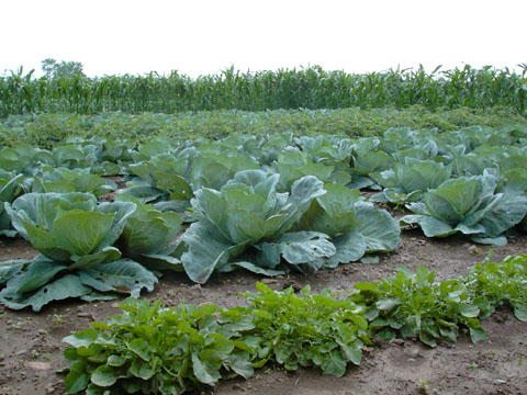 Principios de la Agroecología y sus Aplicaciones Prácticas en Agroecosistemas