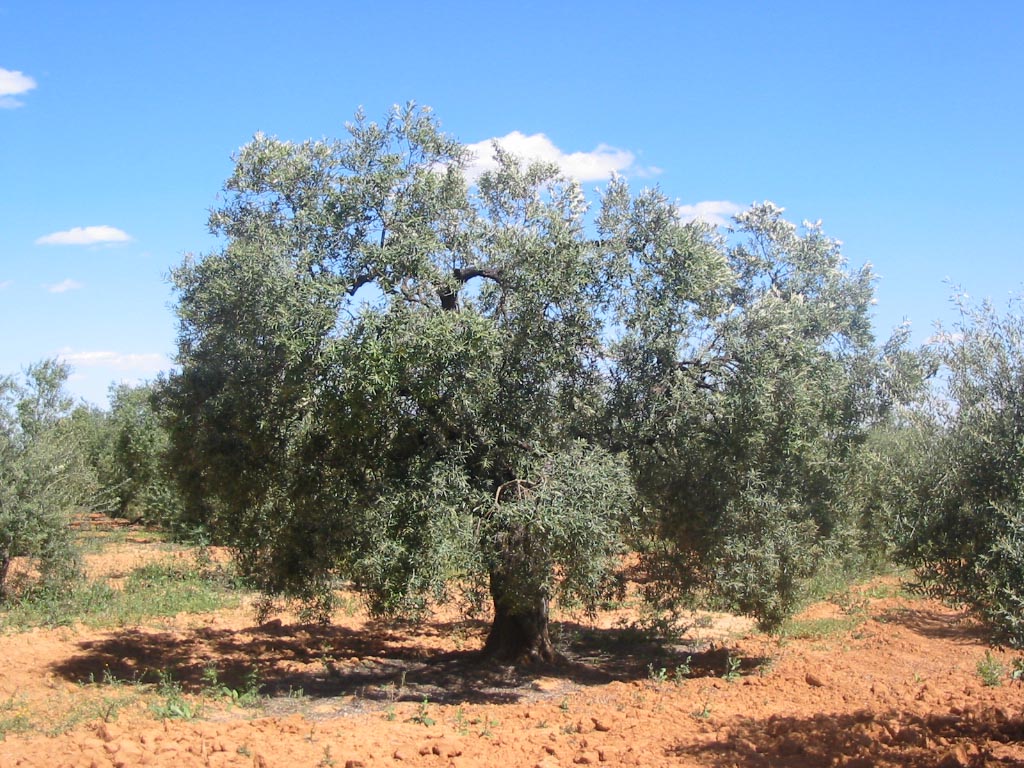 Olivo