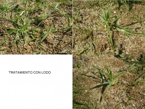 Comparación tratamieto