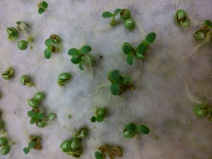 Germinación lechuga en placa 2