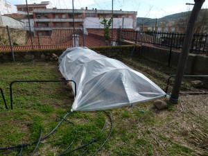 Invernadero 21 feb