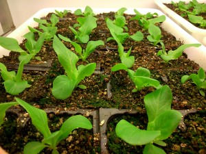 Lechuga alveólos primeras hojas