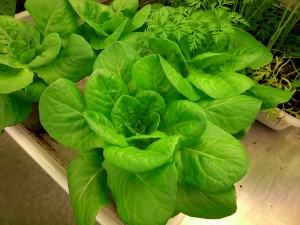 Lechuga desarrollada