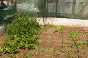 Lechugas CEIP Ampuyenta
