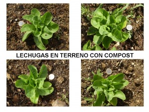 Resultados lechuga 2 22-05