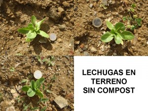Resultados lechugas 22-05