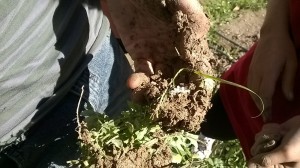 Huevos de caracol