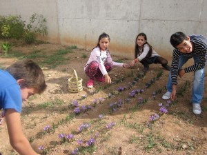 Recogiendo la rosa del azafrán