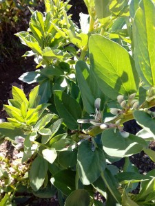 Habas en flor