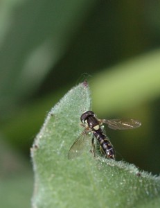 Recién salido de la pupa