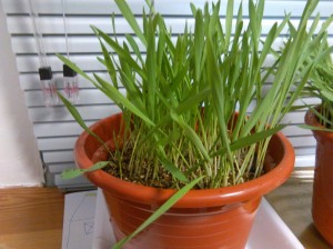 Planta de cebada con pulgones