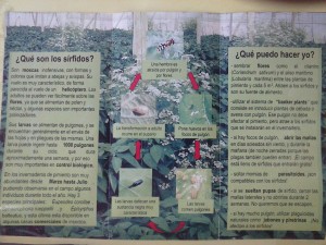 Como insectos beneficiosos en cultivo de pimiento