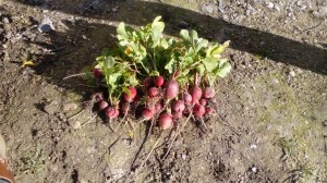 Cosecha de rabanitos