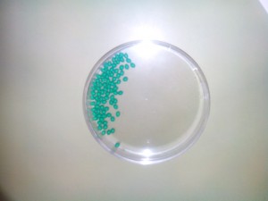 Cápsulas de semilla de lechuga