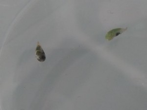 De larva hacia pupa