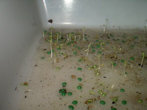 Germinación de lechuga