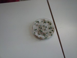 Semillas de lechuga con radícula