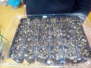 Semillero preparado