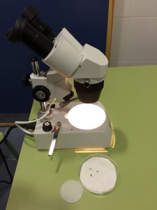 Estupenda lupa binocular