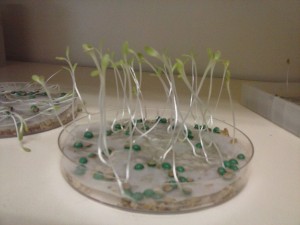 Germinados de lechuga