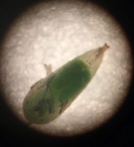Pupa de sírfido