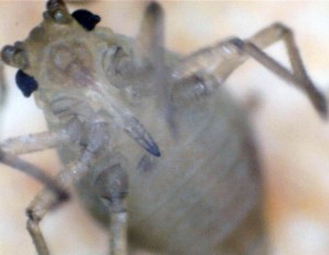 Alien o insecto