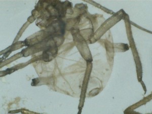 Anatomía