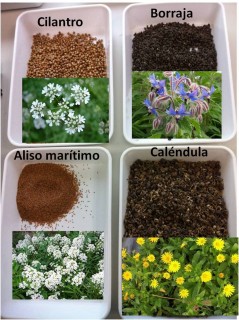 Semillas y flores