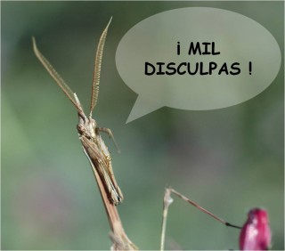 Disculpas